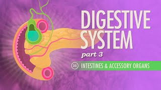 Digestive System Part 3 Crash Course Anatomy amp Physiology 35 [upl. by Nomsed]