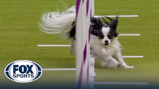 Best of 2024 Masters Agility Championships from Westminster Kennel Club  FOX Sports [upl. by Simdars]