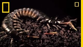 Snake vs Centipede  National Geographic [upl. by Aimehs]