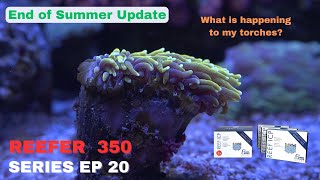 Redsea Reefer EP 20 End of Summer Update ICP Torch Receding and Nutrients [upl. by Samaj883]