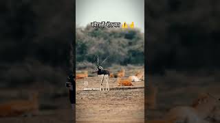 Lawrence bishnoi ki jaan black buck😊❤️‍🩹black buck ka swag🤞😎lawrencebishnoi bishnoi salmankhan [upl. by Gale808]