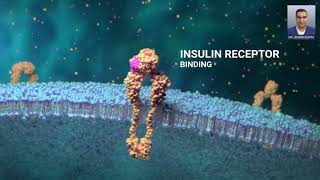 Glucose and Cells Glucose Transporter How Insulin Gets Glucose Into a Cell [upl. by Wolenik819]