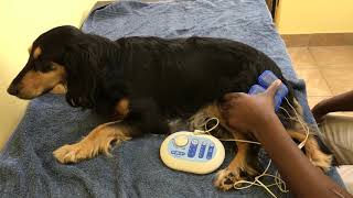 FCE or Spinal Stroke in Dogs Lisa Recovers from Paralysis [upl. by Yerffeg]