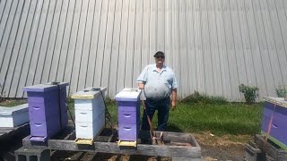 2024 Nuc and Production Hive Inspection [upl. by Venuti]