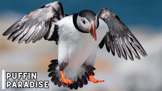 The Magical World of Paradise Puffin  Paradise Puffin  4K UHD [upl. by Bellew]