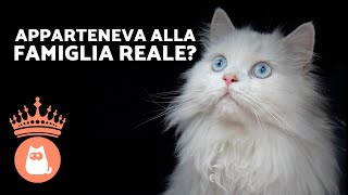 10 CURIOSITÀ sul GATTO PERSIANO 🐱 Le conoscevi [upl. by Nnylsoj]