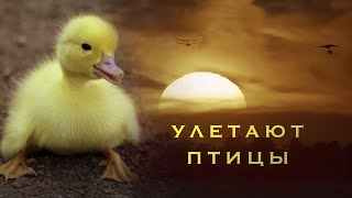 Улетают птицы  Наталия Лансере  детская песня  клип  childrens song  birds fly away [upl. by Suhpesoj960]