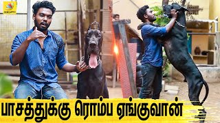 குழந்தையை பாத்துக்குற மாதிரி பாத்துக்கணும்  All About Dogs EPISODE  1  The Great Dane [upl. by Ahsemad747]