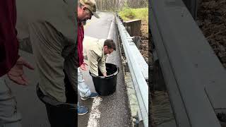 Huge rainbow trout getting stocked in West Virginia on Three Forks Creek [upl. by Shirlene]