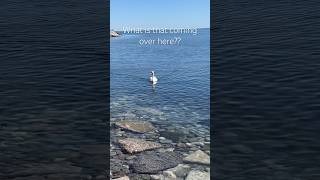 GIANT Swan swims over to visit me in Lake Ontario Canada travelvlog adventure swan explore [upl. by Ariik]