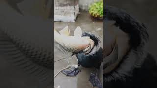 A cormorant eats a fish bigger than its own head in seconds fishing [upl. by Ttekcirc]