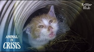 quotMom Helpquot Kitten Trapped Deep Down Below The Ditch Cries Out For Rescue  Animal in Crisis EP121 [upl. by Rebm]