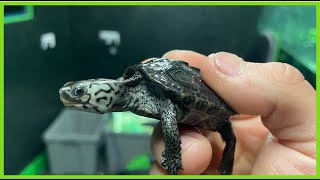 Diamondback Terrapin Care Guide  EPS 3 [upl. by Nirot446]