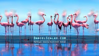 Flamingos  Maraee Royal event  Bahrain 2018 [upl. by Annaek]