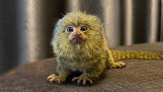 The Most Tiny Cutest Pygmy Marmoset Monkey On Earth [upl. by Desdamonna]