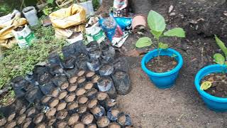 My Chili Plants and Jackfruits SeedlingsMix Plants [upl. by Enytnoel]