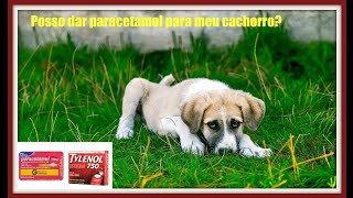 Paracetamol Tylenol para cachorro Posso dar [upl. by Hayton]