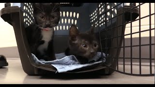 Fostering Kittens With Cerebellar Hypoplasia [upl. by Souza]