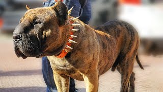 10 Best Hybrid Dog Breeds In The World [upl. by Puff]