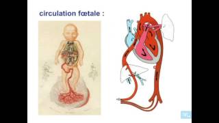 embryologie de lappareil cardio vasculaire partie 8 [upl. by Carder]