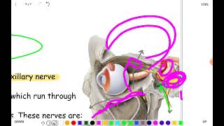 Orbit Lacrimal system anatomy [upl. by Martinelli]