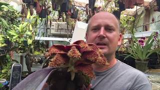 BULBOPHYLLUM PHALAENOPSIS ORCHID CARE TIPS TO BLOOM CARE AND CULTURE [upl. by Akinahc]