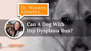 Can A Dog With Hip Dysplasia Run [upl. by Lienaj]