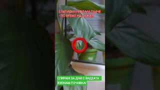 My spathiphyllum is crying What is the reason 🥺🤯 [upl. by Nosloc]