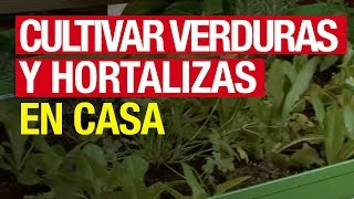 Cultivar verduras y hortalizas en casa  COMPO Jardinería [upl. by Jourdan929]