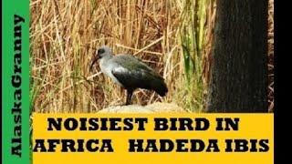 Loudest Bird In Africa Hadeda Ibis [upl. by Carpenter]