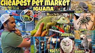 Mumbai Cheap pet 🐕 Market 2023  Pet Market Mumbai  Crawford Market  IguanaAmerican grey birds [upl. by Ursi]