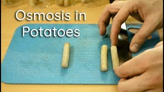 Osmosis in Potato Strips  Bio Lab [upl. by Leshia458]