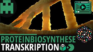 Proteinbiosynthese  Transkription │Biologie Lernvideo Learning Level Up [upl. by Xuagram245]