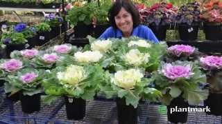 Brassica oleracea Acephala Ornamental Kale at Plantmark Wholesale Nurseries [upl. by Corsetti]