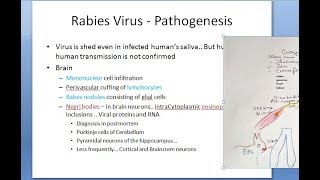 Microbiology 518 b Rabies Virus Clinical feature Short prodromal neurologic hydrophobia Aerophobia [upl. by Arne]