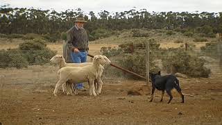 Kelpie Pups with JOHN GEDYE Scoriochre Kelpie Stud [upl. by Areid]