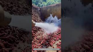 Satisfying Process Of Rinsing Sweet Potatoes In Starch Manufacturing Factory [upl. by Shuma]