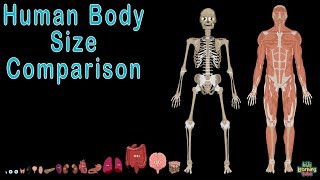 Human Body and Human Body Size Comparison  Human Anatomy Size Comparisons [upl. by Sekofski]