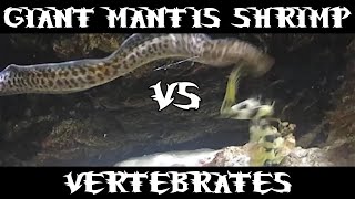 Giant Spearing Mantis Shrimp Vs Many [upl. by Notak]