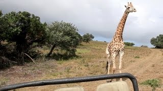 Giraffe Attacks Jeep on Safari [upl. by Anytsyrk]