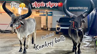 Huge long horned bulls😱  Exclusive kankrej of Apple Agro🍎 MASHALLAH  Cattleclipsbyanas [upl. by Maghutte]