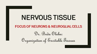 NERVOUS TISSUE ORGANIZATION [upl. by Enriqueta]