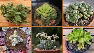 21 ESPÉCIES DE CACTOS E PLANTAS SUCULENTAS RARAS PARA IDENTIFICAÇÃO [upl. by Weaver]