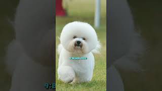 top 10 most popular small dog breeds in the worldanimals [upl. by Renrew]