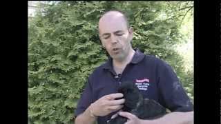 Hawcroft Gundogs Cocker Spaniel Training Series  Paul French Video [upl. by Relyc]