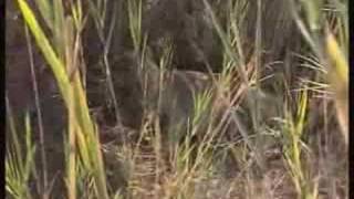 Wild lioness giving birth first EVER filmed in the wild [upl. by Onairotciv626]