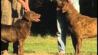 Retrievers Overview  AKC Dog Breed Series [upl. by Leonard868]