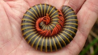 Giant Millipede from the Amazon rainforest of Ecuador [upl. by Marfe349]