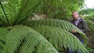 Fern Expert Dick Hayward [upl. by Cello]