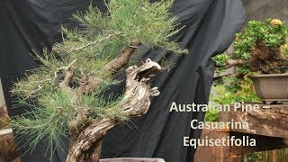 Australian Pine – Casuarina Equisetifolia [upl. by Shae]